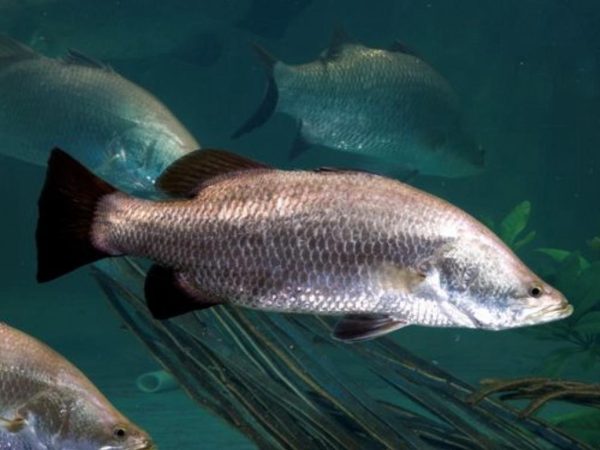 Barramundi